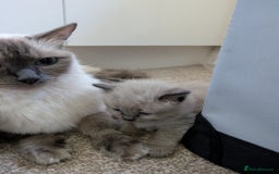 Ragdoll cats for sale: 4 gorgeous ragdoll kittens  - Image 4