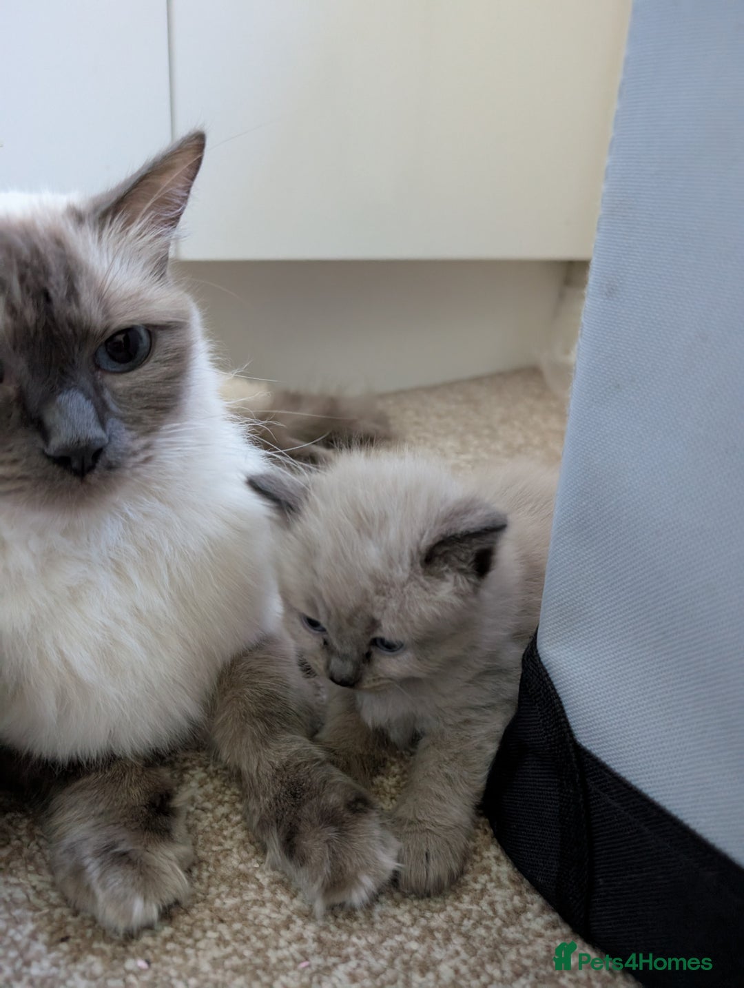 Ragdoll cats for sale: 4 gorgeous ragdoll kittens  - Image 4