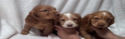 Cocker Spaniel dogs for sale: Cute cocker spaniel puppies for sale!! - Advert 2