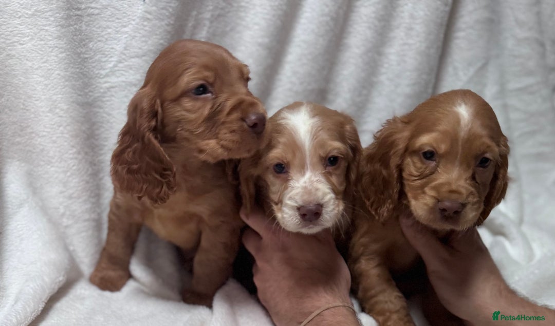 Cocker Spaniel dogs for sale: Cute cocker spaniel puppies for sale!! - Advert 2