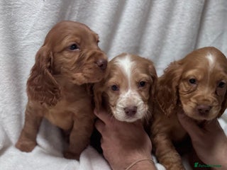 Cocker Spaniel dogs Cute cocker spaniel puppies for sale!! - Advert 6