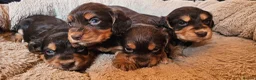 Cocker Spaniel dogs for sale: 5 STUNNING KC WORKING TYPE COCKER SPANIELS  - Advert 8