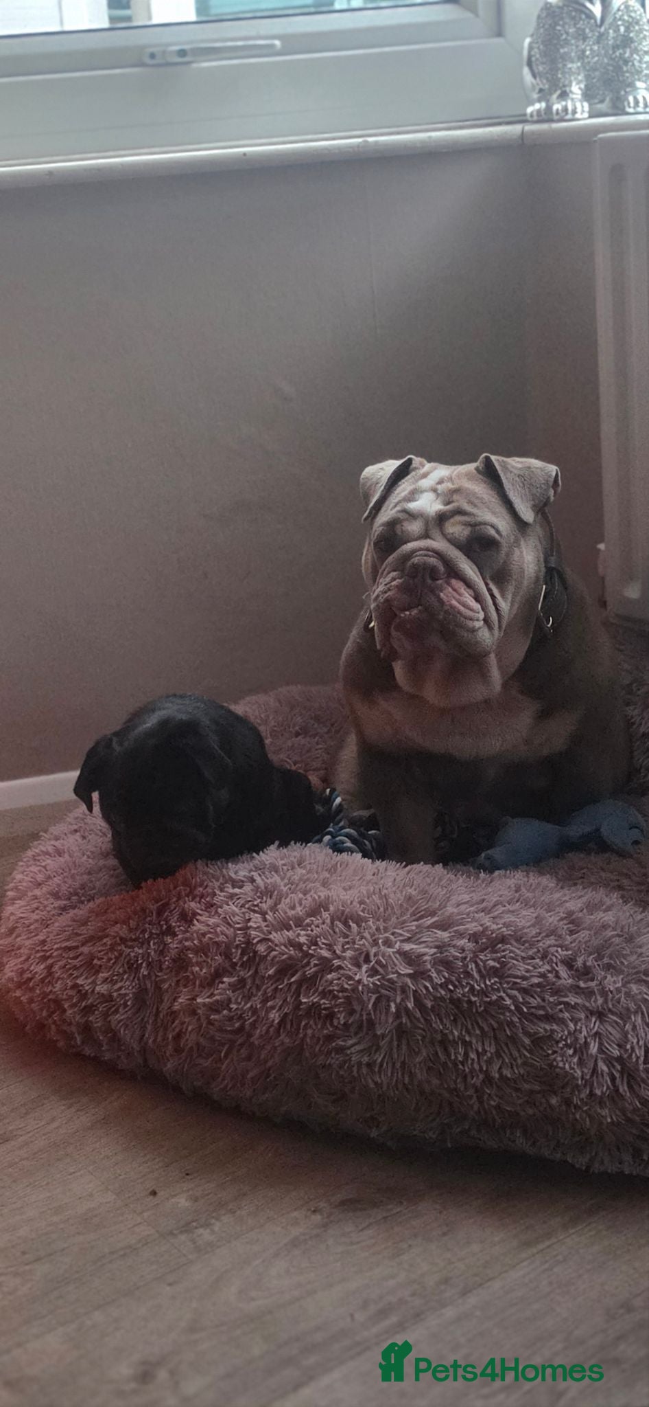 English Bulldog dogs English bulldog  - Advert 2