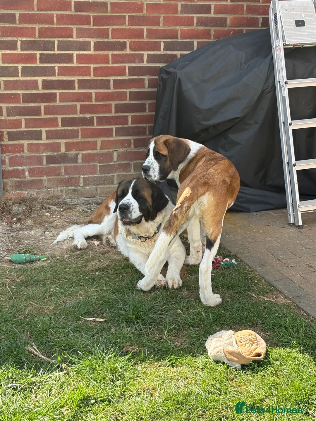 Saint Bernard dogs for sale: Saint Bernard puppy - Advert 1