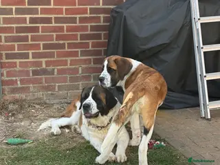 Saint Bernard dogs Saint Bernard puppy - Advert 3