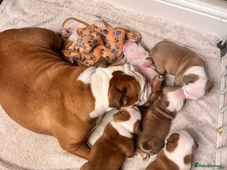 English Bulldog dogs KC Registered English Bulldogs - Advert 3