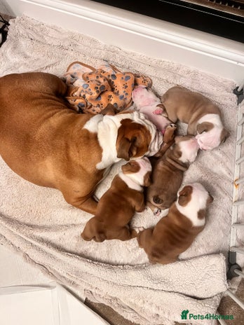 English Bulldog dogs KC Registered English Bulldogs - Advert 1