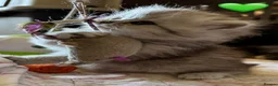 British Longhair cats for sale: Beautiful Longhaired Kittens  - Advert 8