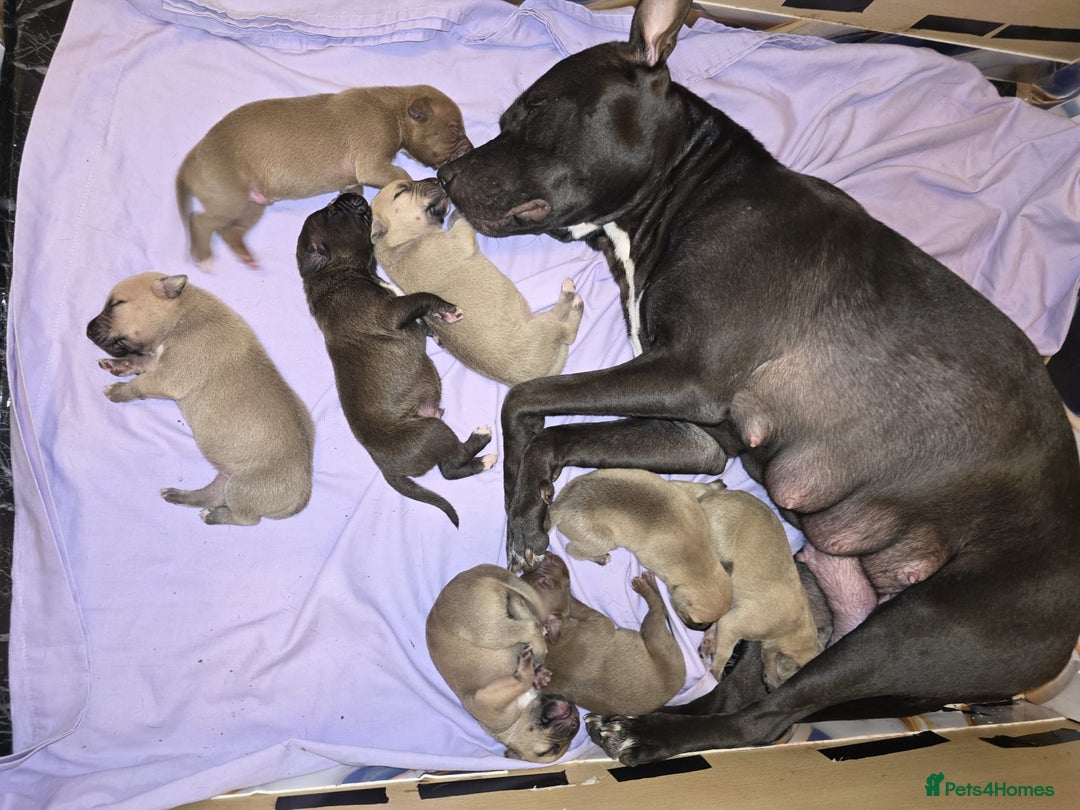 Mixed Breed dogs for sale: Staff cross pups - Image 15