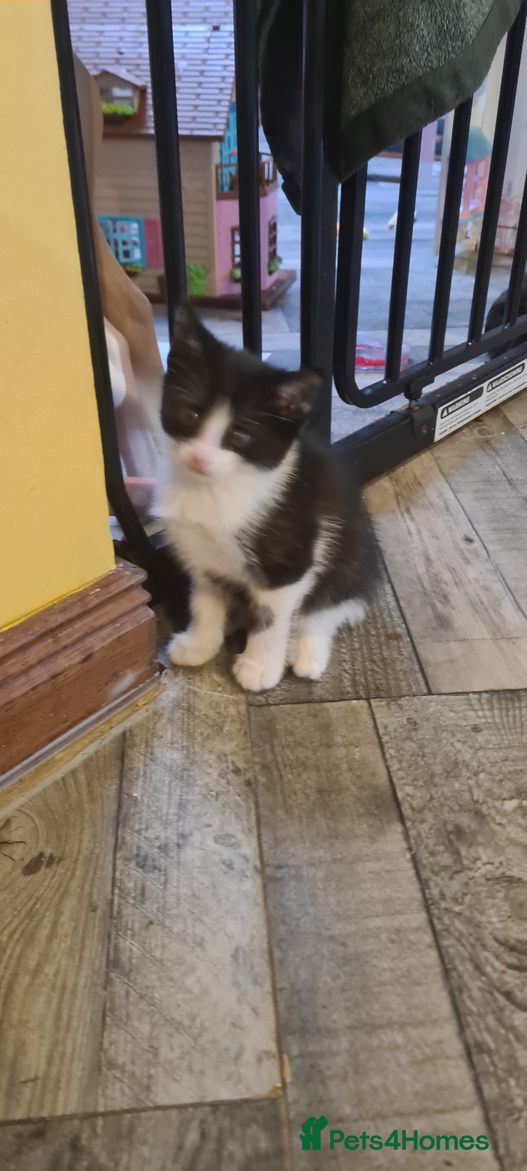 Maine Coon cats for sale: Beautiful Bonded Sisters - Image 23