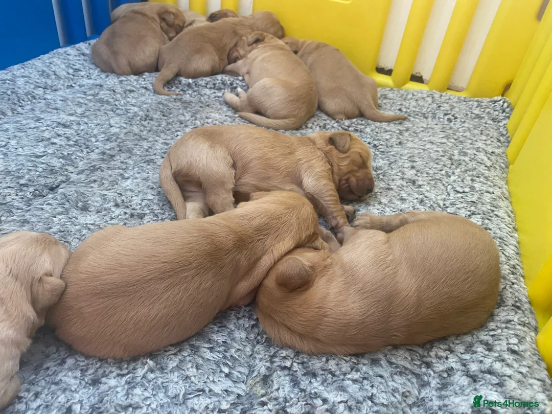 Golden Retriever dogs for sale: KC Registered Golden Retriever Puppies - Advert 5