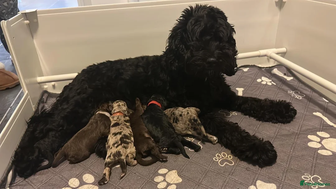 Cockapoo dogs for stud: F1 proven Blue Merle Cockapoo for stud in Aylesford - Advert 12