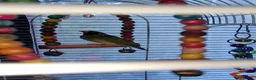 Finches birds for sale: Mixes - Advert 1