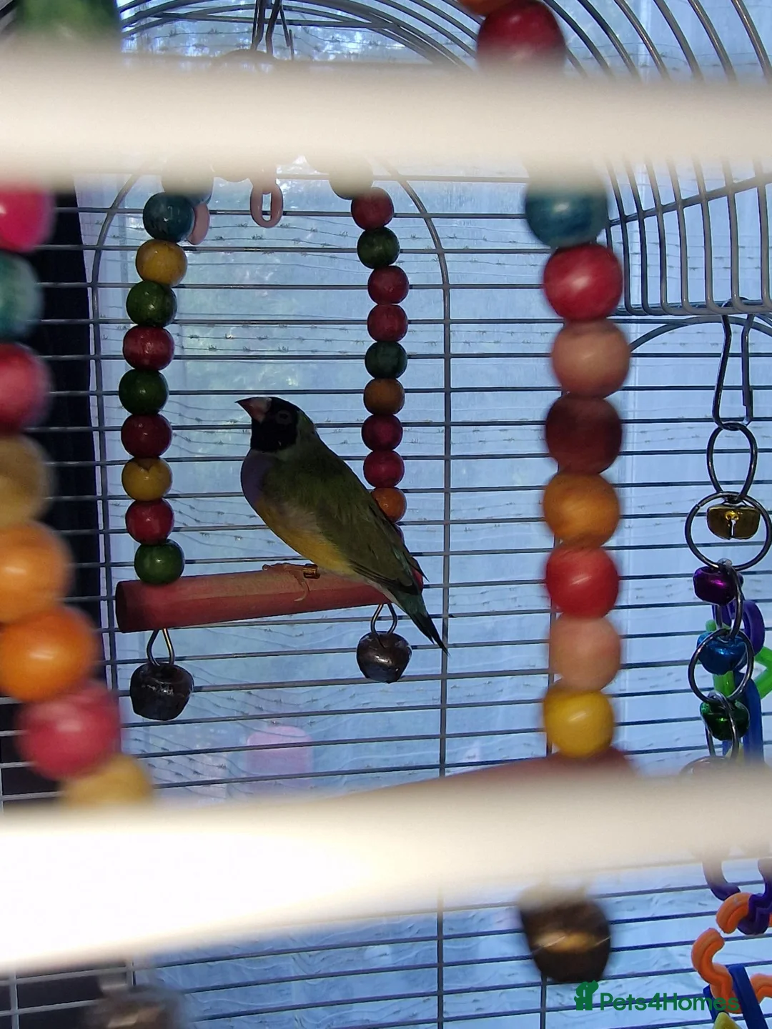 Finches birds for sale: Mixes - Advert 1