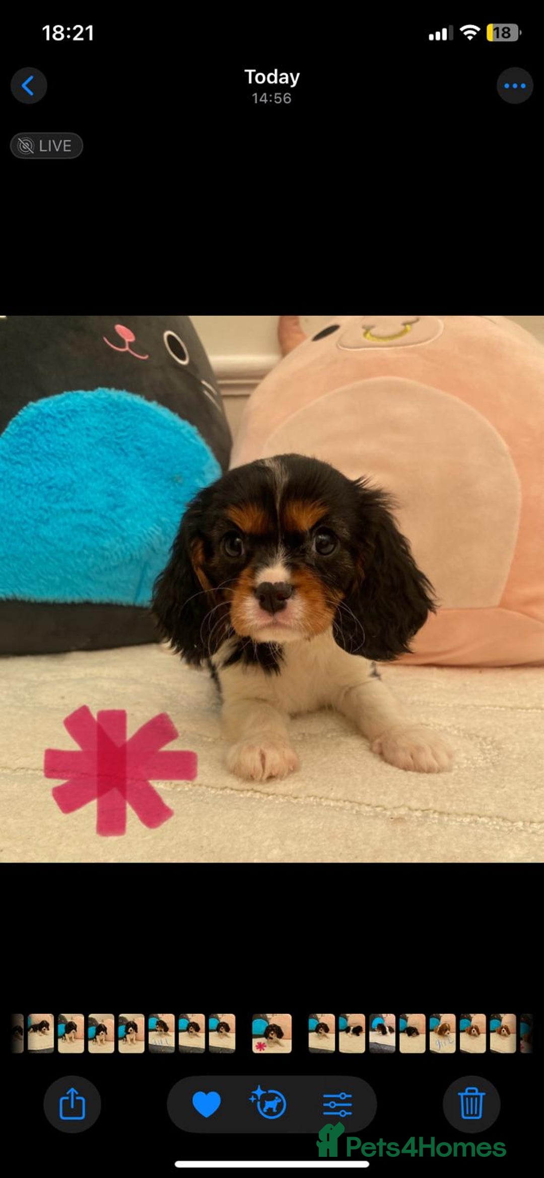 Cavalier King Charles Spaniel dogs for sale: King Charles cavalier puppies  - Image 13