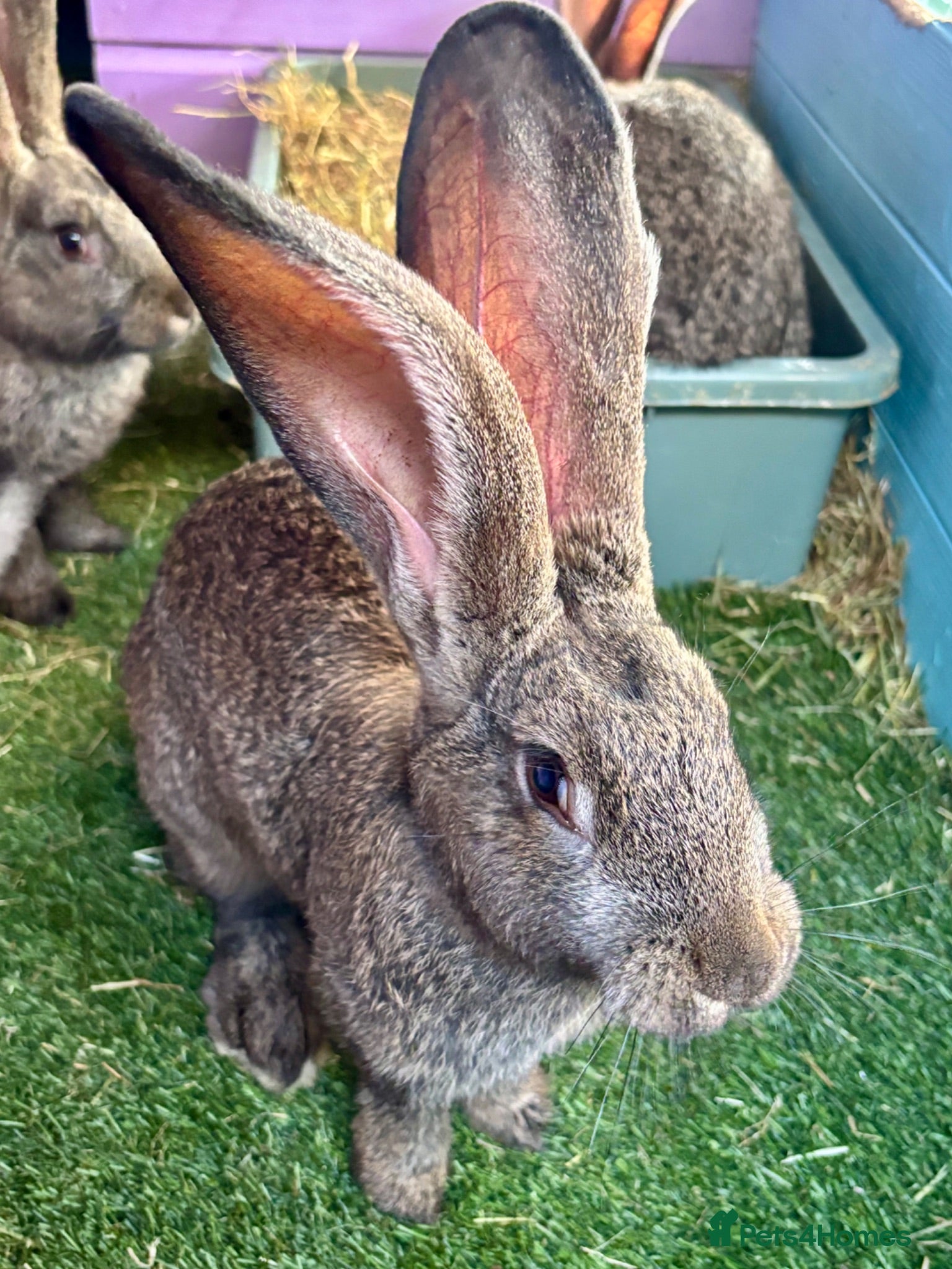 Continental Giant rabbits 5 giant continental bucks  - Advert 1