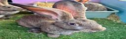 Continental Giant rabbits for sale: 5 giant continental bucks  - Advert 1
