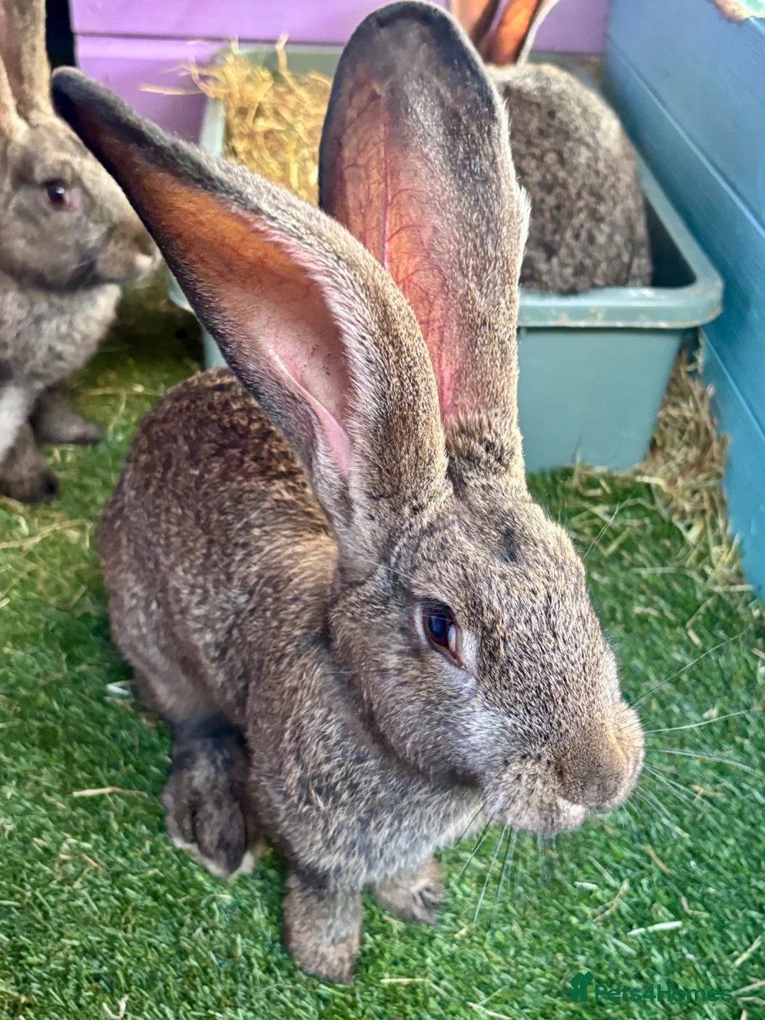 Continental Giant rabbits for sale: 5 giant continental bucks  - Advert 1