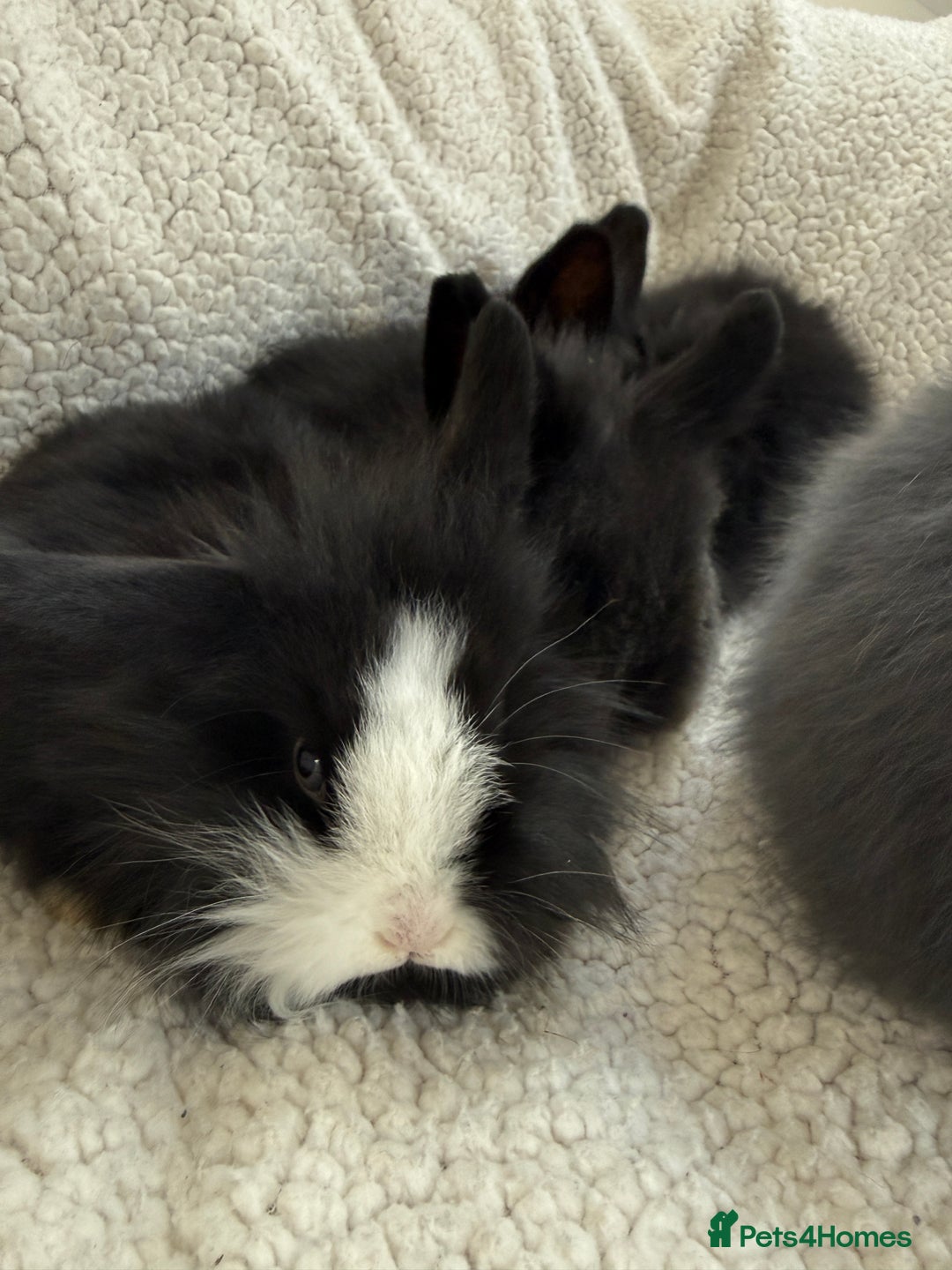 Angora rabbits for sale: Angora mix buck - Advert 3