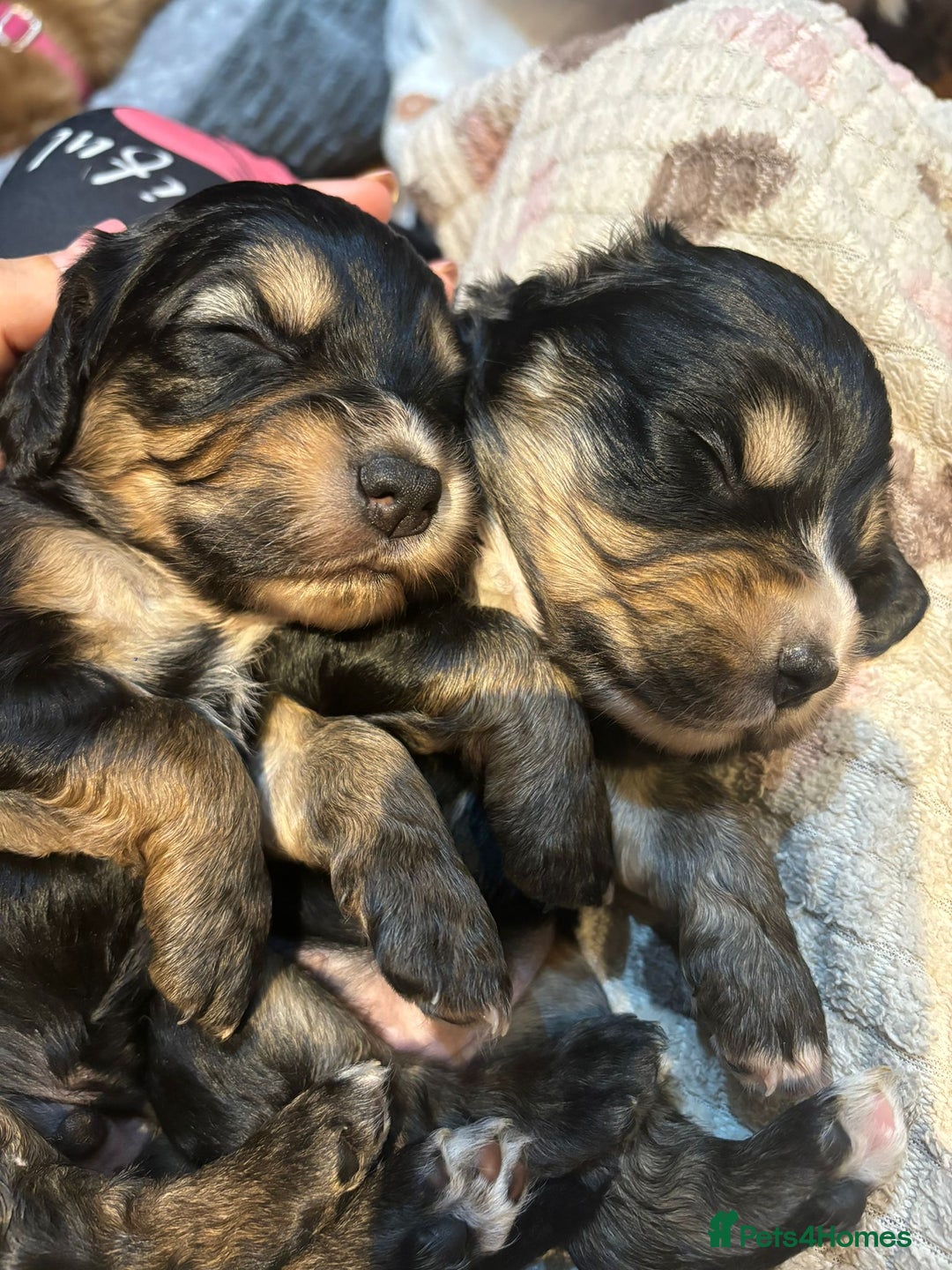Cocker Spaniel dogs for sale: Stunning kc working cocker spaniels - Image 2
