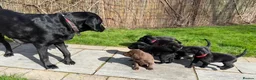 Labrador Retriever dogs for sale: Kennel Club Registered Labrador Retriever Puppies  in Southam - Advert 7