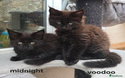 Maine Coon cats for sale: Maine Coon Kittens Polydactyl Russian line - Image 39