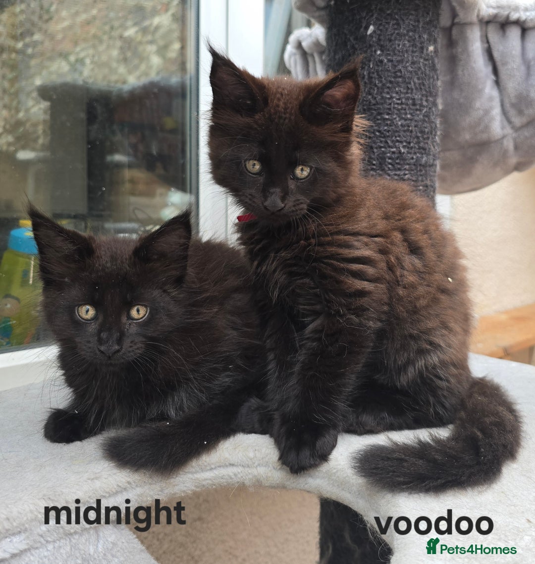Maine Coon cats for sale: Maine Coon Kittens Polydactyl Russian line - Image 39