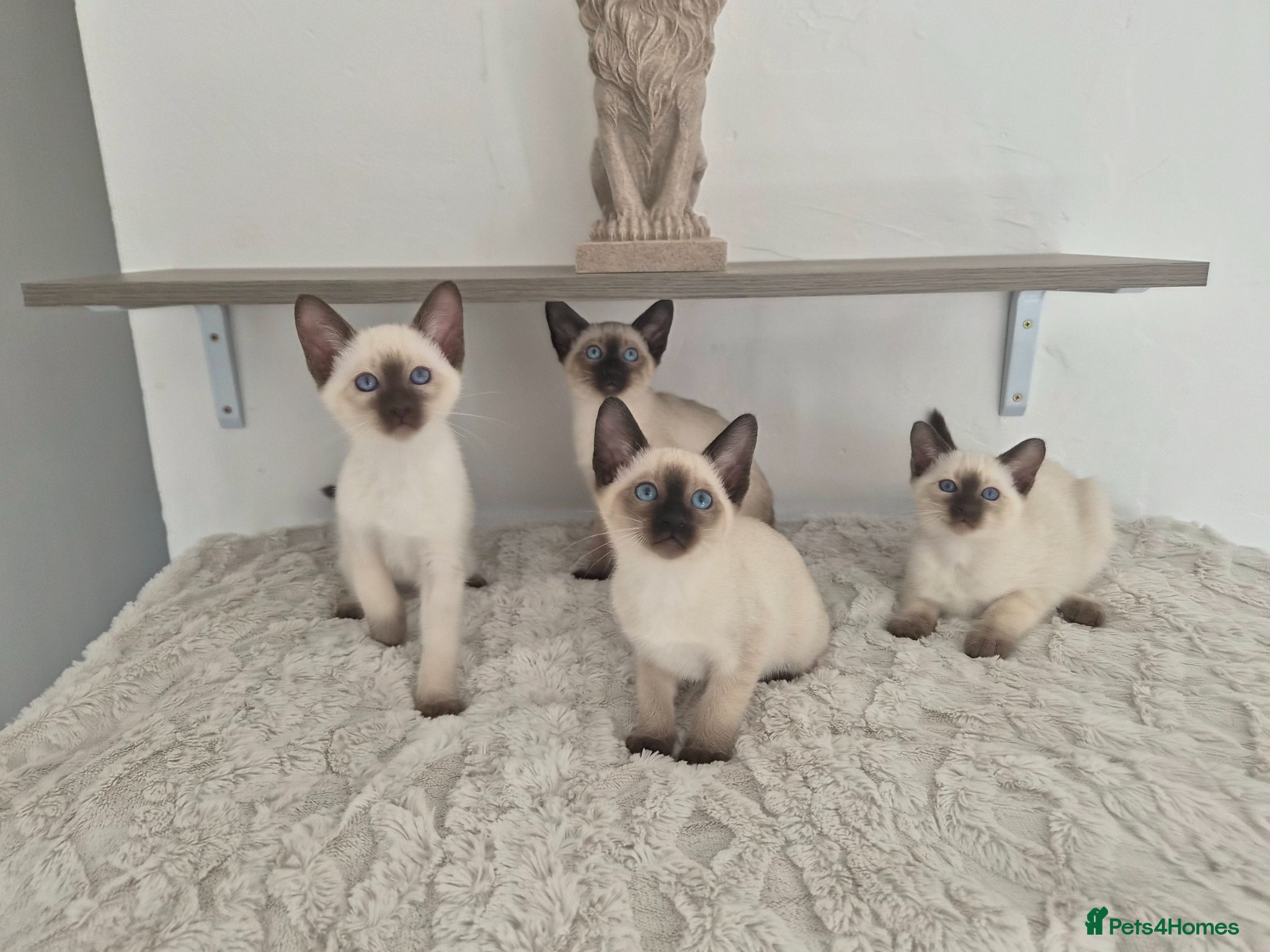 Siamese cats Traditional Siamese Kitten - Advert 4