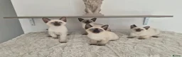 Siamese cats for sale: Traditional Siamese Kitten - Advert 1
