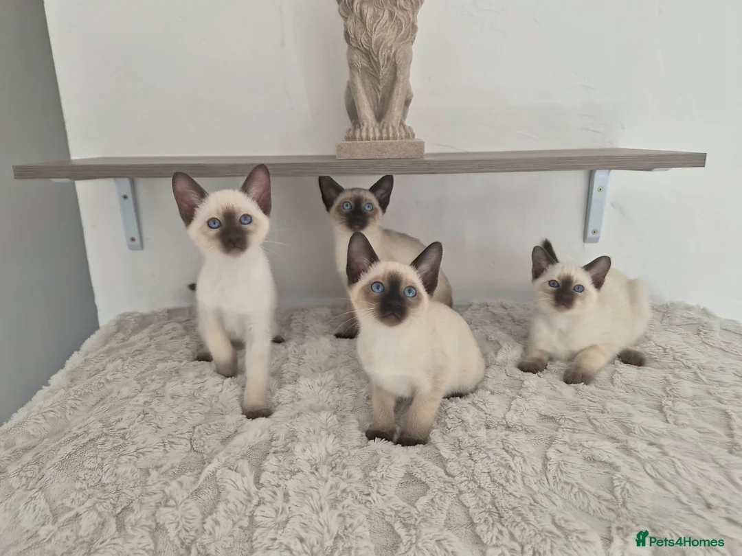 Siamese cats for sale: Traditional Siamese Kitten - Advert 1