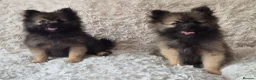 Pomeranian dogs for sale: Little pomeranian puppies  - Advert 2