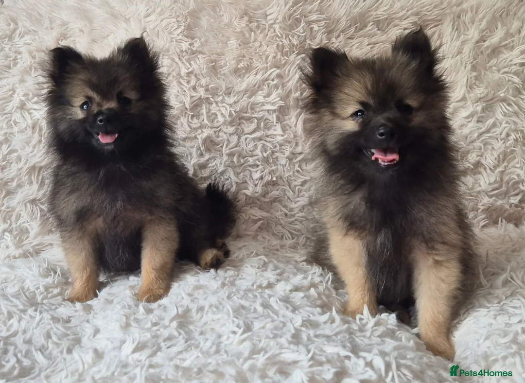 Pomeranian dogs for sale: Little pomeranian puppies  - Advert 2