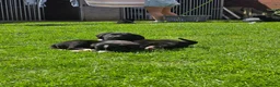 Mixed Breed dogs for sale: Labernese F1 Puppies - Advert 4