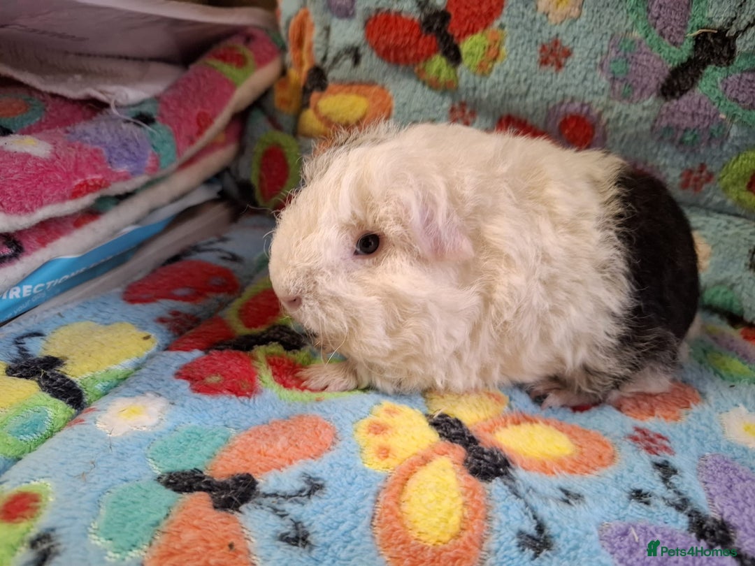 Guinea Pig rodents for sale: Baby Boars Different Breeds Available  - Image 12