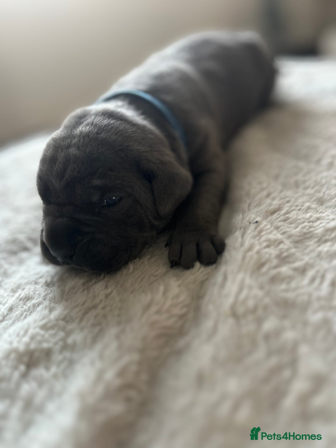 Cane Corso dogs for sale: Lupo D’Italia Kennels - Advert 30