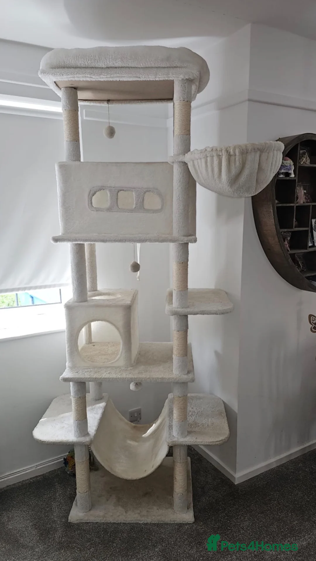 British Shorthair cats for sale: Kitten for sale (read description) - Advert 2