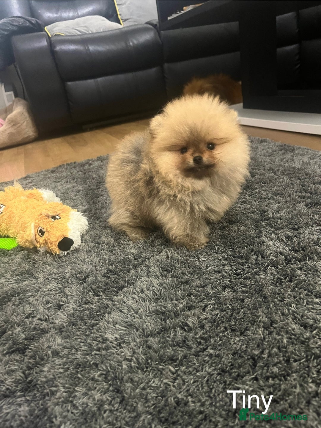 Pomeranian dogs for sale: 🔥Very Tiny(450gr)🧸Top Quality 💎 - Advert 3