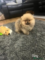 Pomeranian dogs 🔥Very Tiny(450gr)🧸Top Quality 💎 - Advert 2