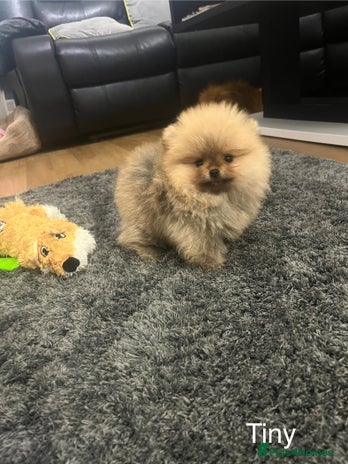 Pomeranian dogs 🔥Very Tiny(600gr)🧸Top Quality 💎 - Advert 14