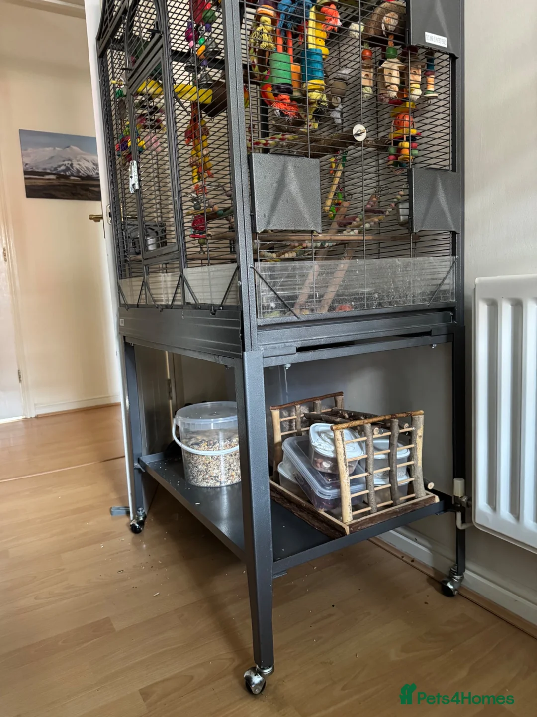 Conures birds for sale: Hand-Tame & Cuddly 3yo Male Turquoise Conure (DNA) in Swindon - Advert 4