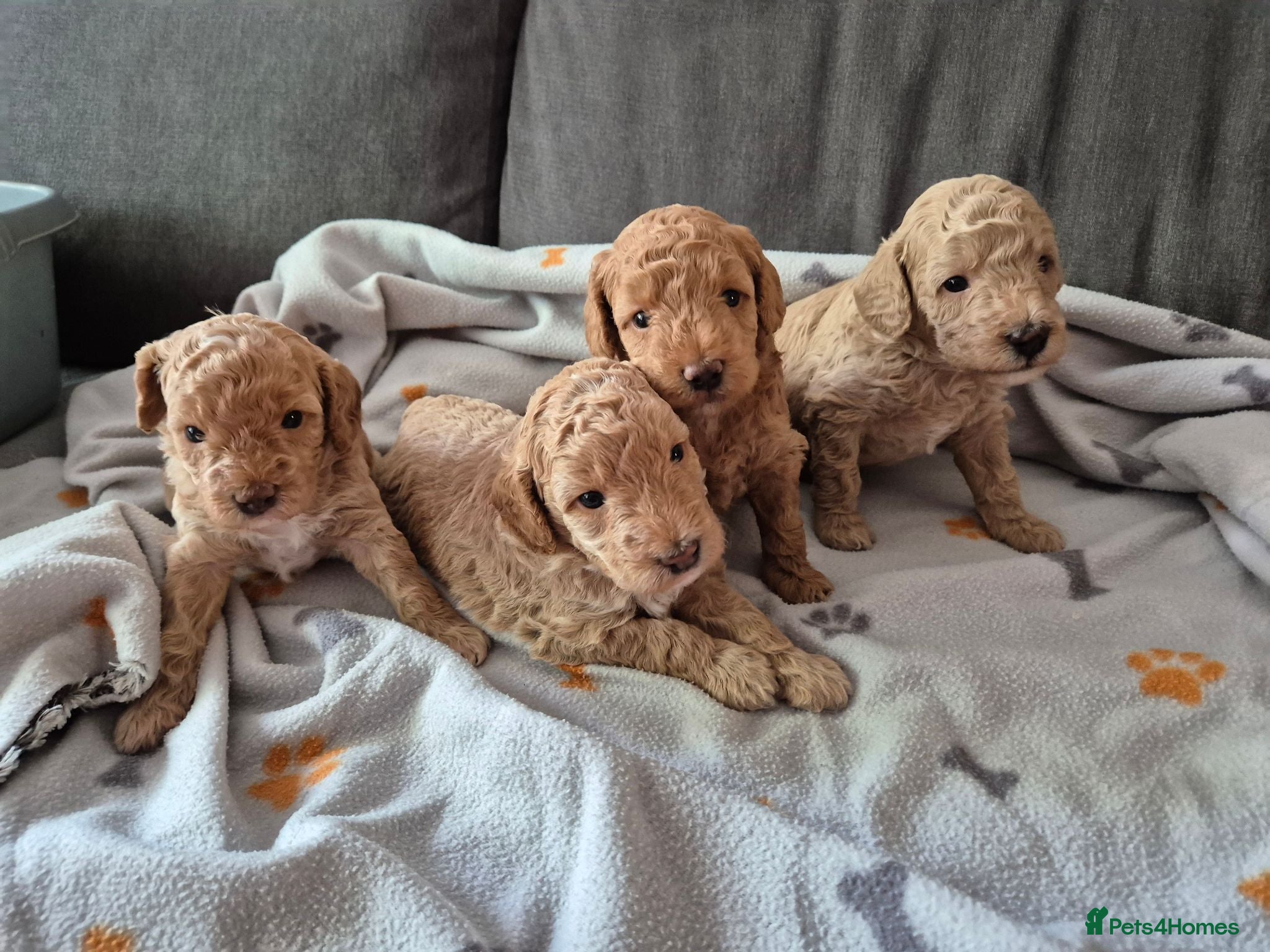 Cockapoo dogs Cockapoo puppies F1bb - Advert 13