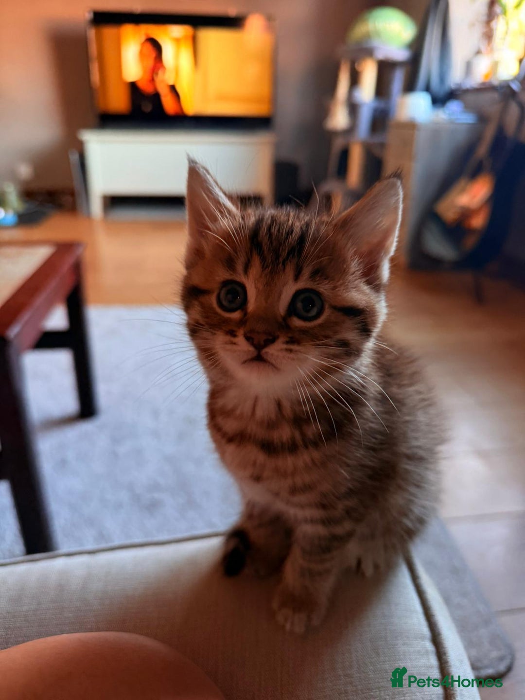 Mixed Breed cats for sale: Beautiful Ragdoll Bengal Cross Kittens - Advert 7