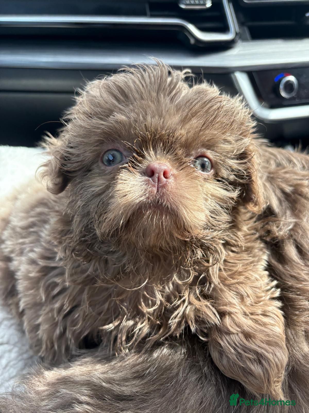 Shih Tzu dogs Ready HEALTH TESTED KC Female 💜 - Advert 6