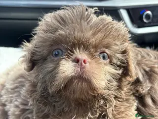 Shih Tzu dogs Ready HEALTH TESTED KC Female 💜 - Advert 6