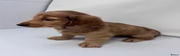 Miniature Dachshund dogs for sale: Beautiful long hairs mini dachunds  - Advert 11