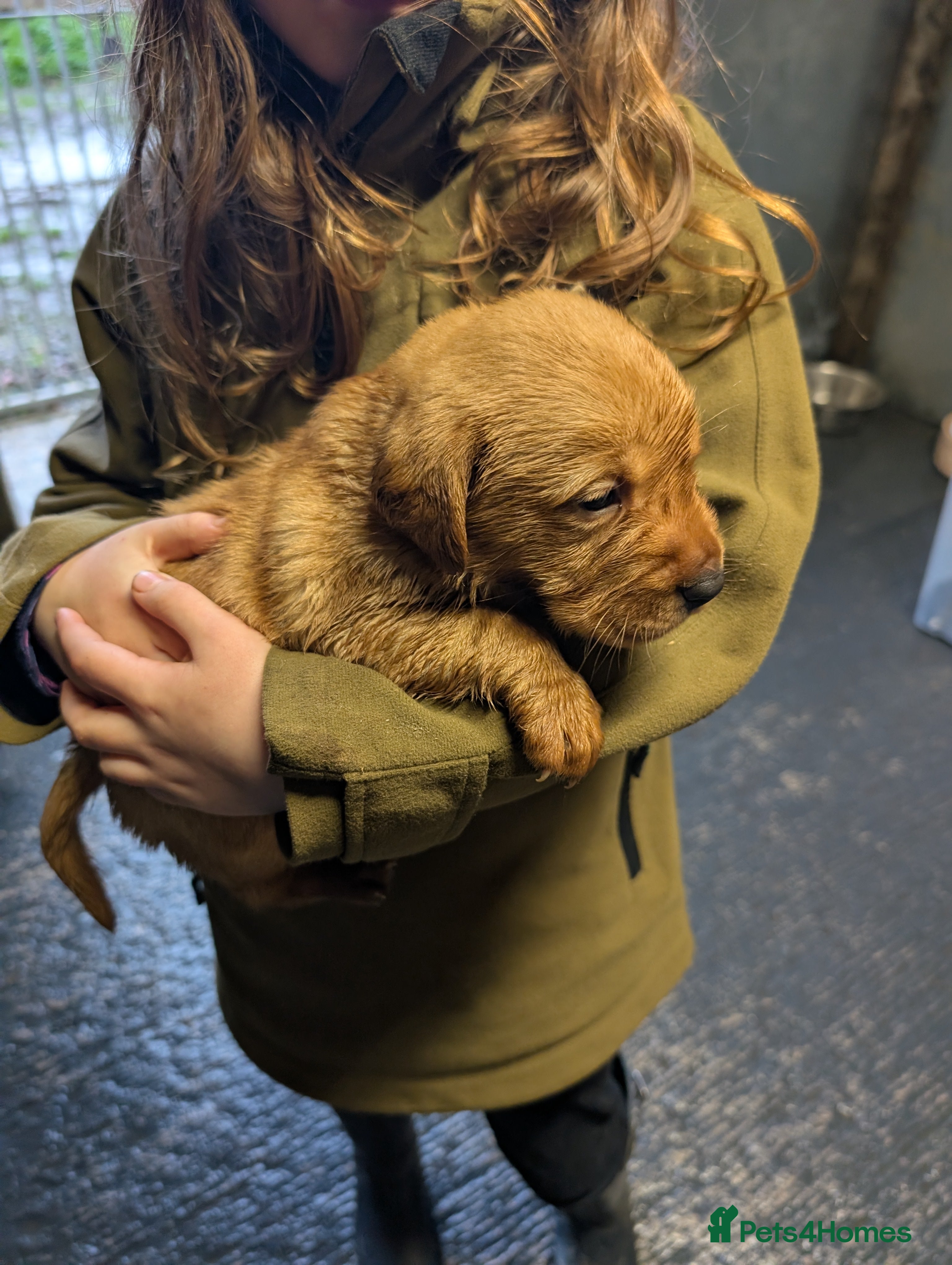 Labrador Retriever dogs Fab KC Fox Red Pups - 4* Higher Standard Breeder - Advert 5