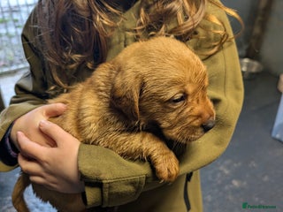 Labrador Retriever dogs Fab KC Fox Red Pups - 4* Higher Standard Breeder - Advert 3