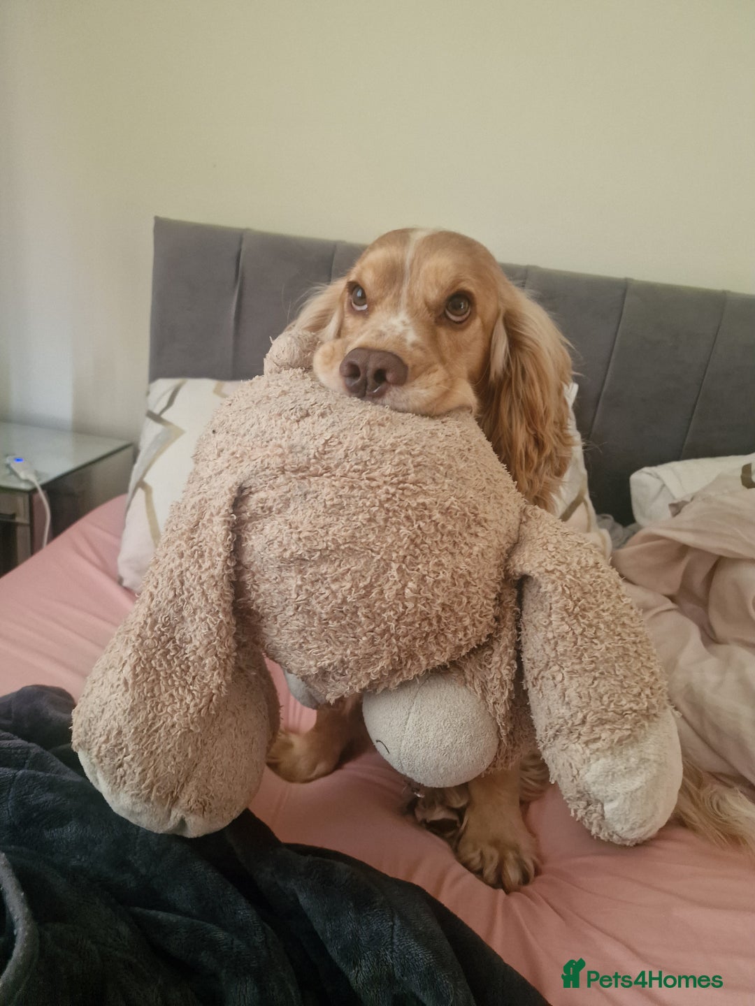 Cocker Spaniel dogs for stud: PROVEN STUD DOG HEALTH TESTED in Ingatestone - Image 7