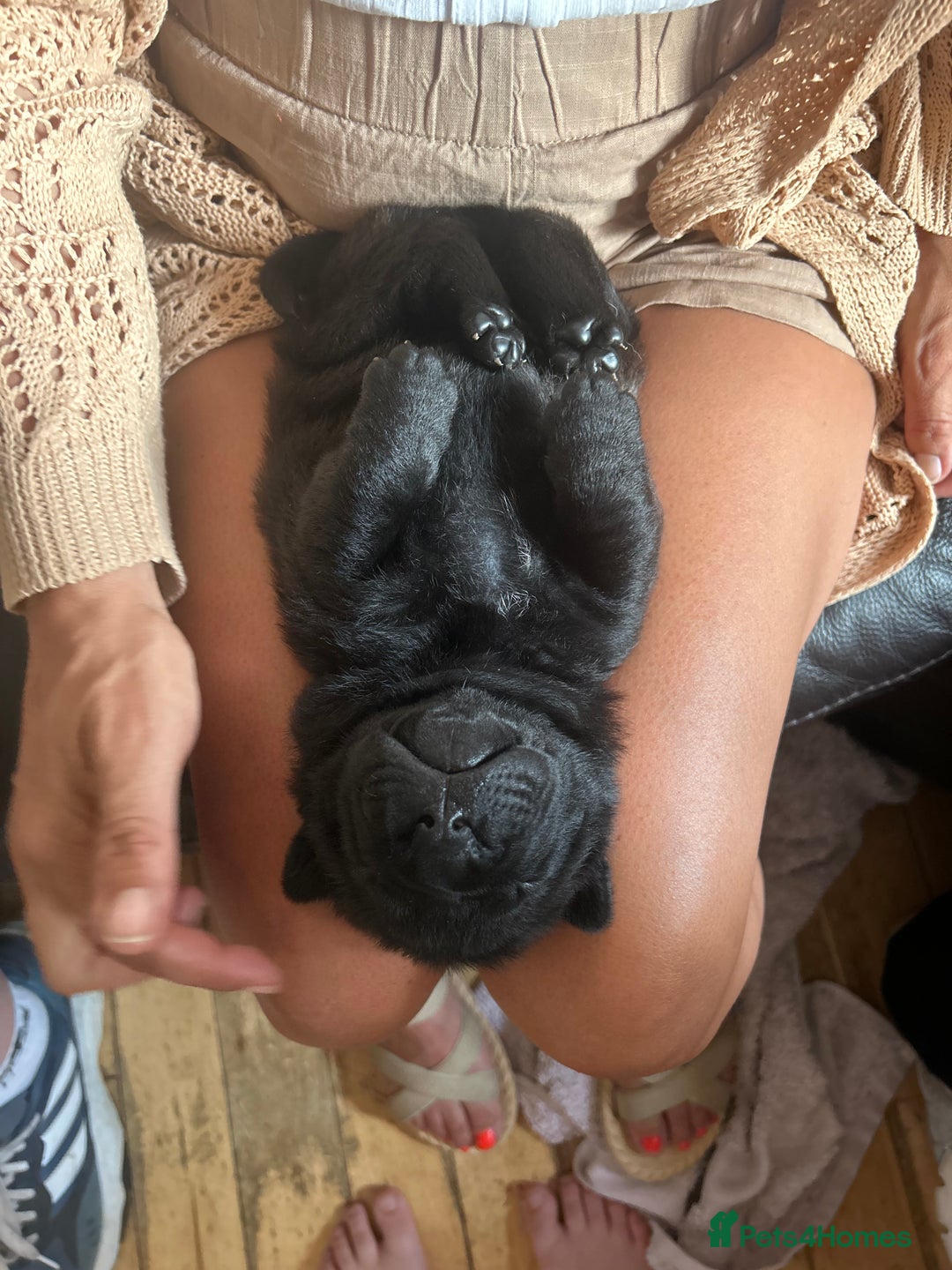 Shar Pei dogs for sale: 2 females 3 males Shar pei pups - Image 11