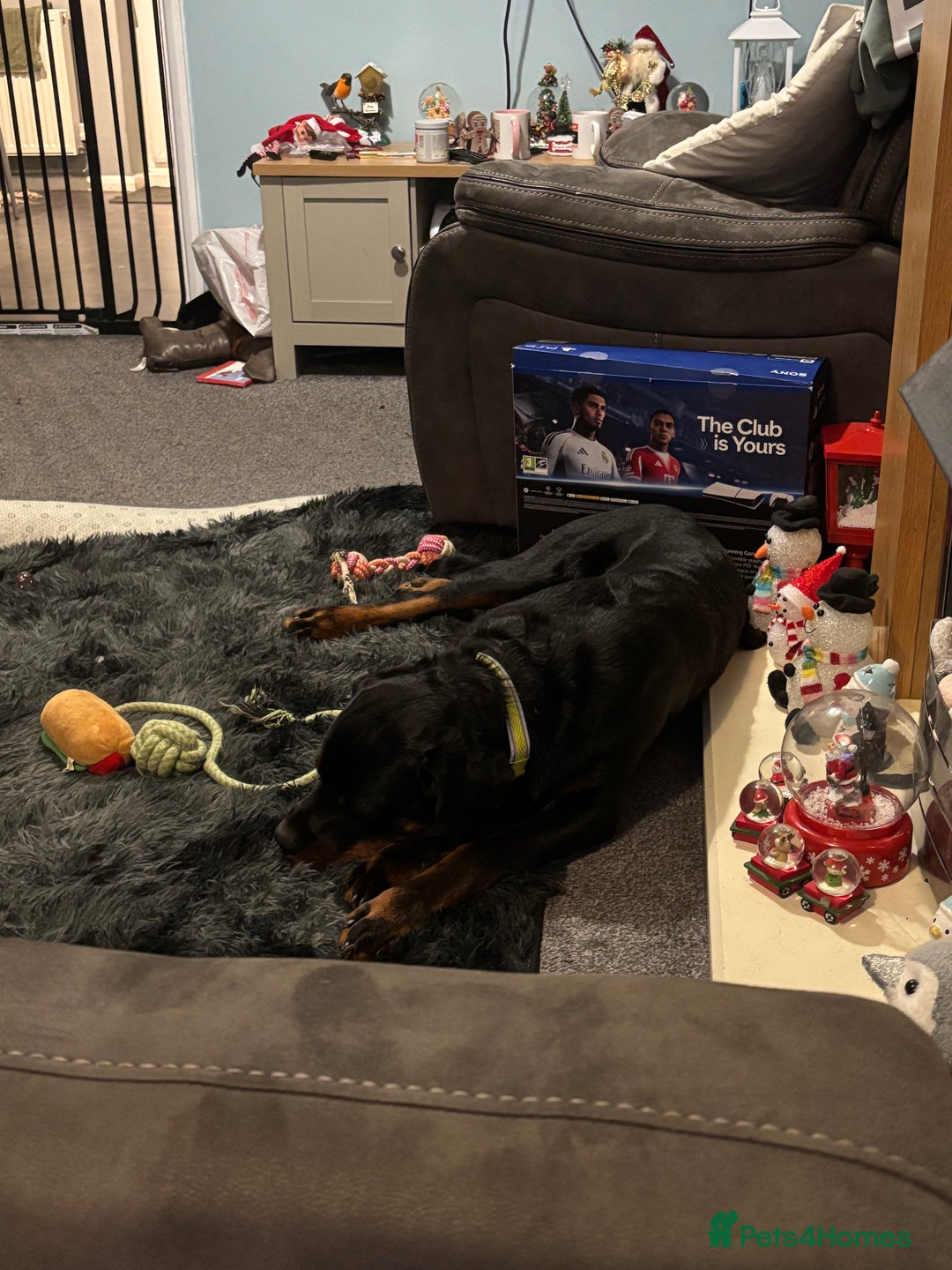 Rottweiler dogs for sale: KC Rottweiler  - Advert 3